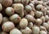 SAG inicia segundo período de postulación para la autorización de exportadoras de productos hortofrutícolas chilenos con destino a la Federación de Rusia SAG inicia segundo período de postulación para la autorización de exportadoras de productos hortofrutícolas chilenos con destino a la Federación de Rusia