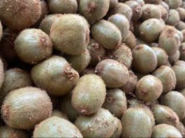 SAG inicia segundo período de postulación para la autorización de exportadoras de productos hortofrutícolas chilenos con destino a la Federación de Rusia SAG inicia segundo período de postulación para la autorización de exportadoras de productos hortofrutícolas chilenos con destino a la Federación de Rusia