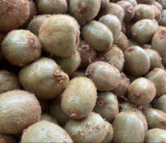 SAG inicia segundo período de postulación para la autorización de exportadoras de productos hortofrutícolas chilenos con destino a la Federación de Rusia SAG inicia segundo período de postulación para la autorización de exportadoras de productos hortofrutícolas chilenos con destino a la Federación de Rusia
