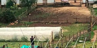 Agronomía UdeC lidera proyecto de Vitivinicultura en La Araucanía