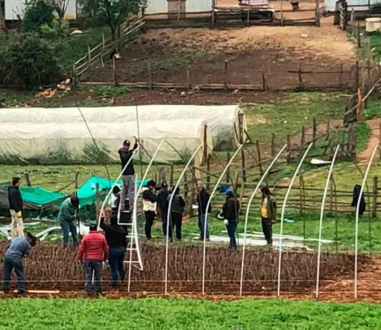 Agronomía UdeC lidera proyecto de Vitivinicultura en La Araucanía