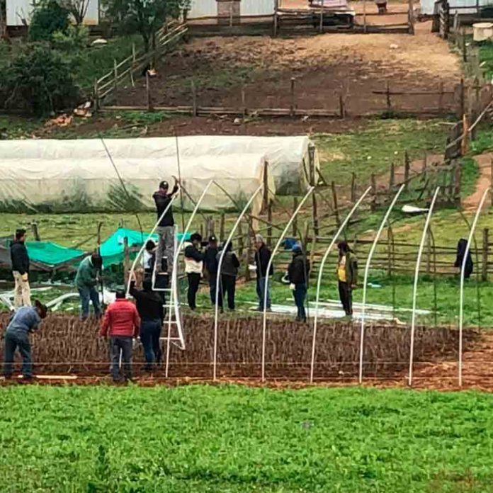 Agronomía UdeC lidera proyecto de Vitivinicultura en La Araucanía
