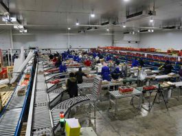Chileno desarrolla clasificadora de packing para alto rendimiento y tiene éxito en el mercado nacional