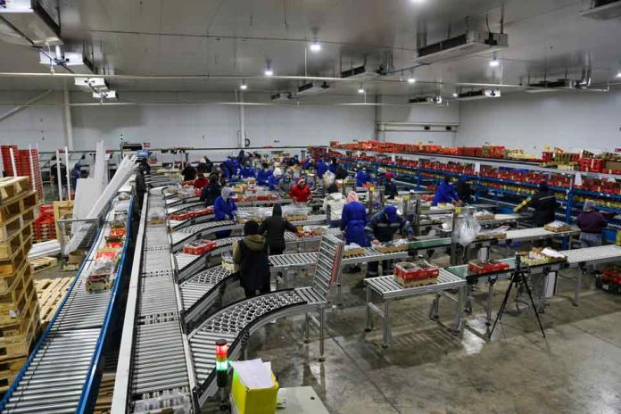 Chileno desarrolla clasificadora de packing para alto rendimiento y tiene éxito en el mercado nacional