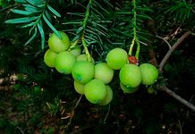 Científicos chilenos de UFRO recuperan desconocida “uva” de la cordillera Andina junto a agricultores campesinos de La Araucanía