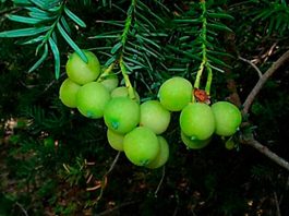 Científicos chilenos de UFRO recuperan desconocida “uva” de la cordillera Andina junto a agricultores campesinos de La Araucanía