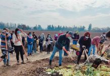 Con la presencia del Subsecretario de Agricultura, culmina exitoso proyecto que evita las quemas en el sector agropecuario de la RM