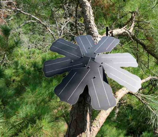 Conoce la iniciativa de Huawei que protege 3.000 hectáreas en la cordillera de Nahuelbuta