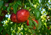 Enfermedad de Sharka fruta carozos