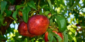 Enfermedad de Sharka fruta carozos