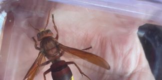 Equipo de entomología INIA La Platina, preocupado por reiterados avistamientos de Avispón oriental (Vespa orientalis) en la Región Metropolitana, solicita a la comunidad reportar su presencia.