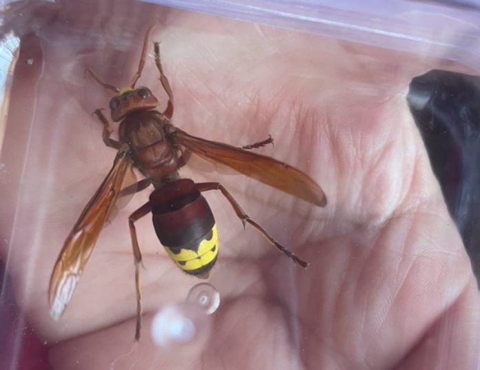 Equipo de entomología INIA La Platina, preocupado por reiterados avistamientos de Avispón oriental (Vespa orientalis) en la Región Metropolitana, solicita a la comunidad reportar su presencia.
