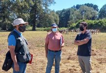 SAG Los Lagos supervisa cuarentena de ganado bovino que se exportará a Perú