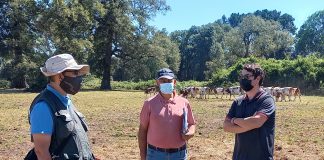 SAG Los Lagos supervisa cuarentena de ganado bovino que se exportará a Perú