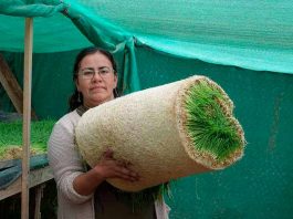 Granja La Pachamama en La Ligua: hermosa familia enfrenta la sequía con centro de agroecología y economía