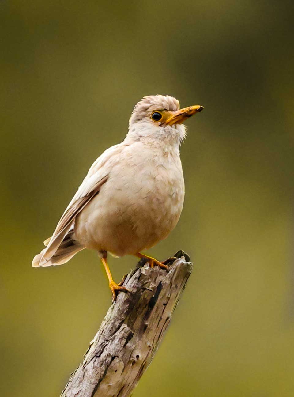 Guías lograron fotografiarlo: Avistan curioso zorzal con leucismo en Parque Tricao en la Región de Valparaíso - Portal Agro Chile