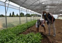 Indap lanza concurso por 145 millones para cultivos bajo invernaderos para la pequeña agricultura de Ñuble