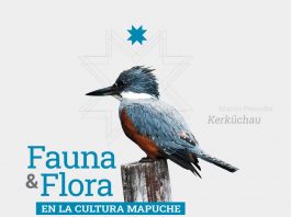 Lanzan libro gratuito dedicado a la flora y fauna en la cultura mapuche