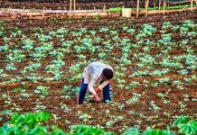 Precios de los fertilizantes agrícolas se triplican y amenazan el precio final de los alimentos