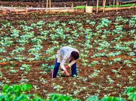 Precios de los fertilizantes agrícolas se triplican y amenazan el precio final de los alimentos