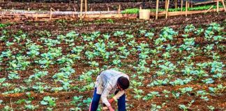 Precios de los fertilizantes agrícolas se triplican y amenazan el precio final de los alimentos