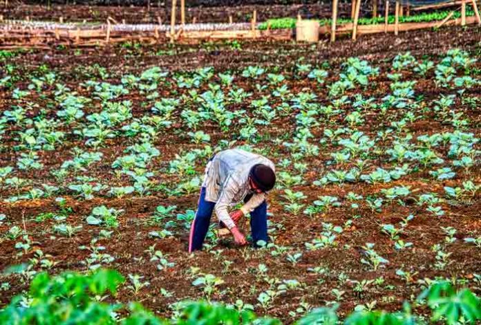 Precios de los fertilizantes agrícolas se triplican y amenazan el precio final de los alimentos