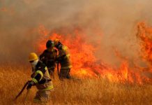 Pymes forestales por incendios en La Araucanía: “Suponer que solo tiene una explicación climática es engañarse”