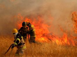 Pymes forestales por incendios en La Araucanía: “Suponer que solo tiene una explicación climática es engañarse”