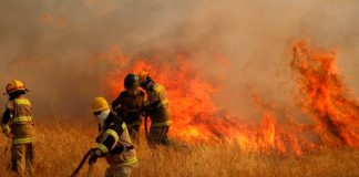 Pymes forestales por incendios en La Araucanía: “Suponer que solo tiene una explicación climática es engañarse”