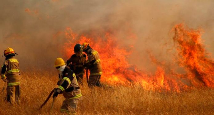 Pymes forestales por incendios en La Araucanía: “Suponer que solo tiene una explicación climática es engañarse”