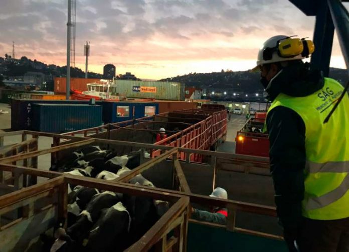 SAG Biobío certificó embarque de vaquillas en pie a China