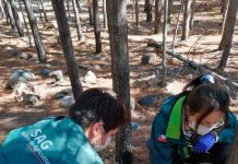 gorgojo de la corteza del pino plaga forestal