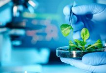 super biocompuesto plantas resistan la sequía y salinidad