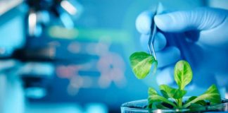 super biocompuesto plantas resistan la sequía y salinidad