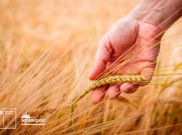 Agroseguros de Minagri llama a cerealeros a contratar a tiempo el seguro con subsidio estatal para proteger sus siembras