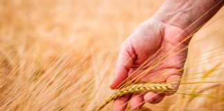 Agroseguros de Minagri llama a cerealeros a contratar a tiempo el seguro con subsidio estatal para proteger sus siembras