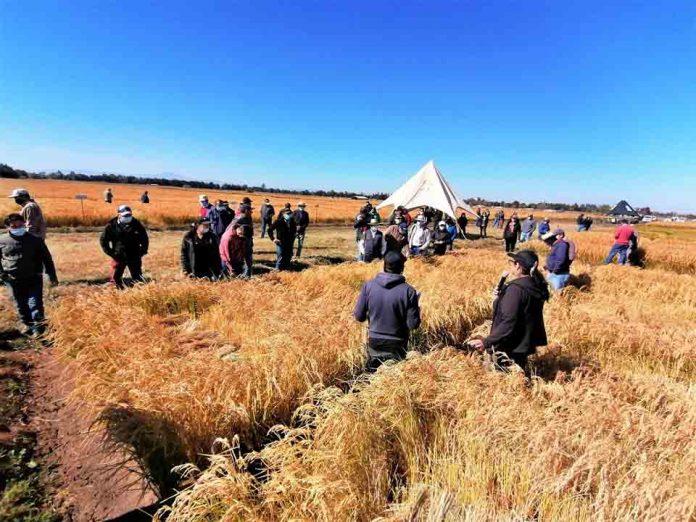 Arroz chileno supera en calidad y sustentabilidad a los importados sostiene investigadora INIA
