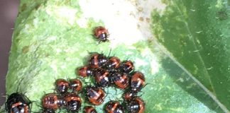 Chinche pintada ninfas