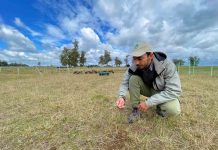 Especialista de INIA evalúa inocuidad alimentaria en la carne de cordero producida en el sur de Chile