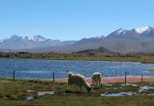 Ganadería en región de Arica y Parinacota