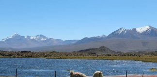 Ganadería en región de Arica y Parinacota