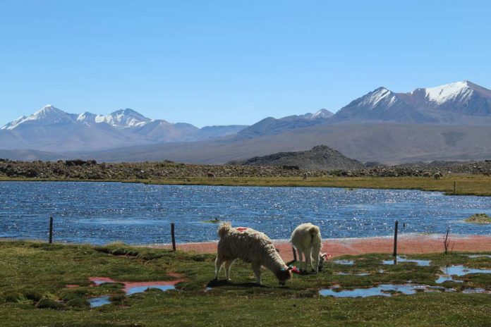 Ganadería en región de Arica y Parinacota