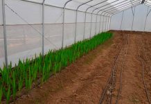Invernadero de alta tecnología cultivo de flores de corte