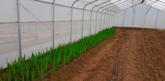 Invernadero de alta tecnología cultivo de flores de corte