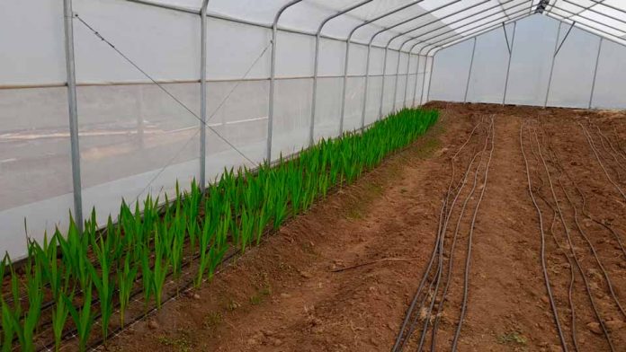 Invernadero de alta tecnología cultivo de flores de corte