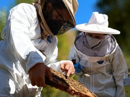 Mesa Apícola apicultores Región del Biobío