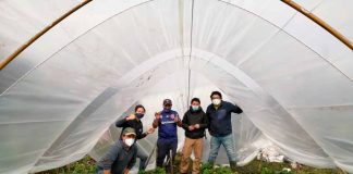 Pionero en implementar cultivo de Frutillas bajo Mesotunel en Caleta Andrade