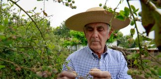 Seguros Agropecuarios de INDAP-3