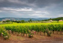 Vendimia 2022: Los desafíos detrás del alza en la demanda de vinos