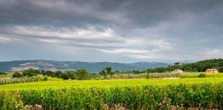 Vendimia 2022: Los desafíos detrás del alza en la demanda de vinos
